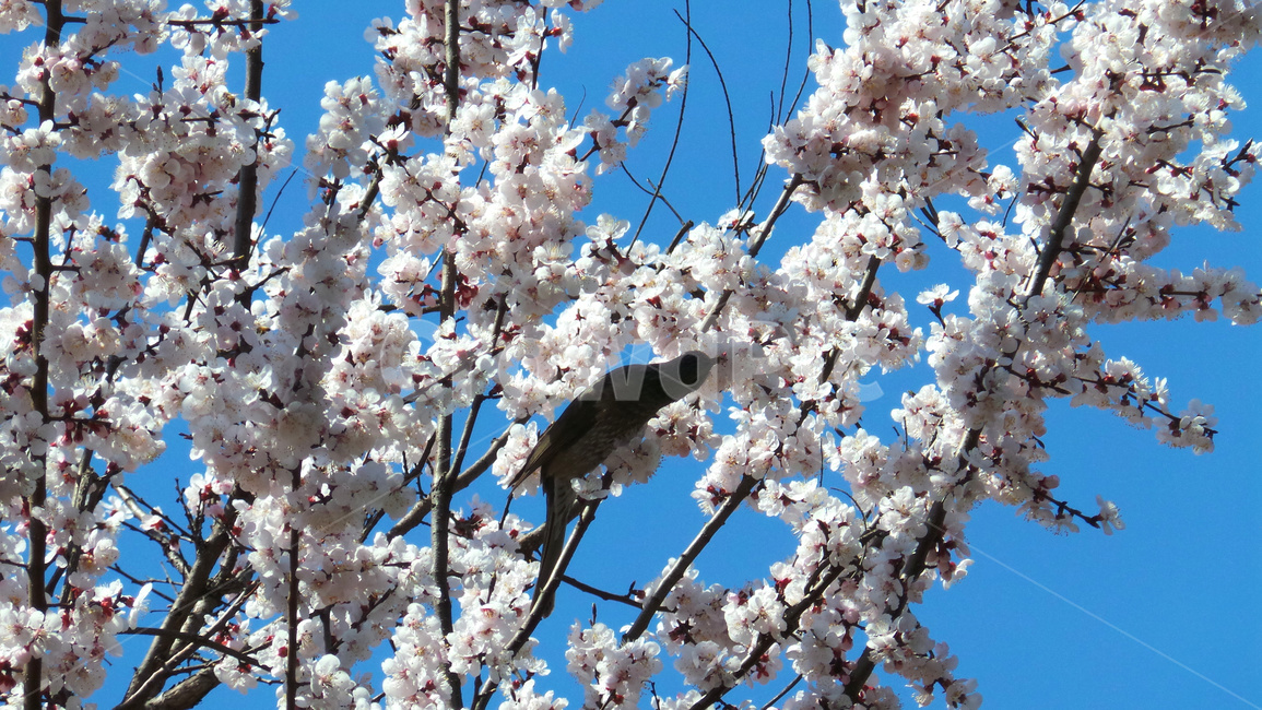 벚꽃,벚나무,봄,blossom,꽃