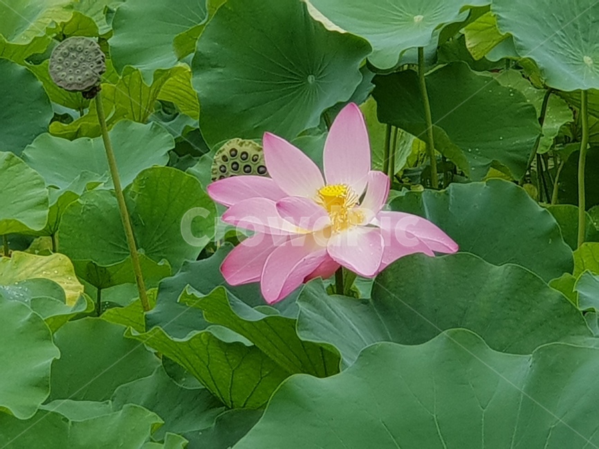 연꽃,꽃,수련,식물,lotusblossom,flower,연,수초,식물,자연,plants,nature,꽃,flower