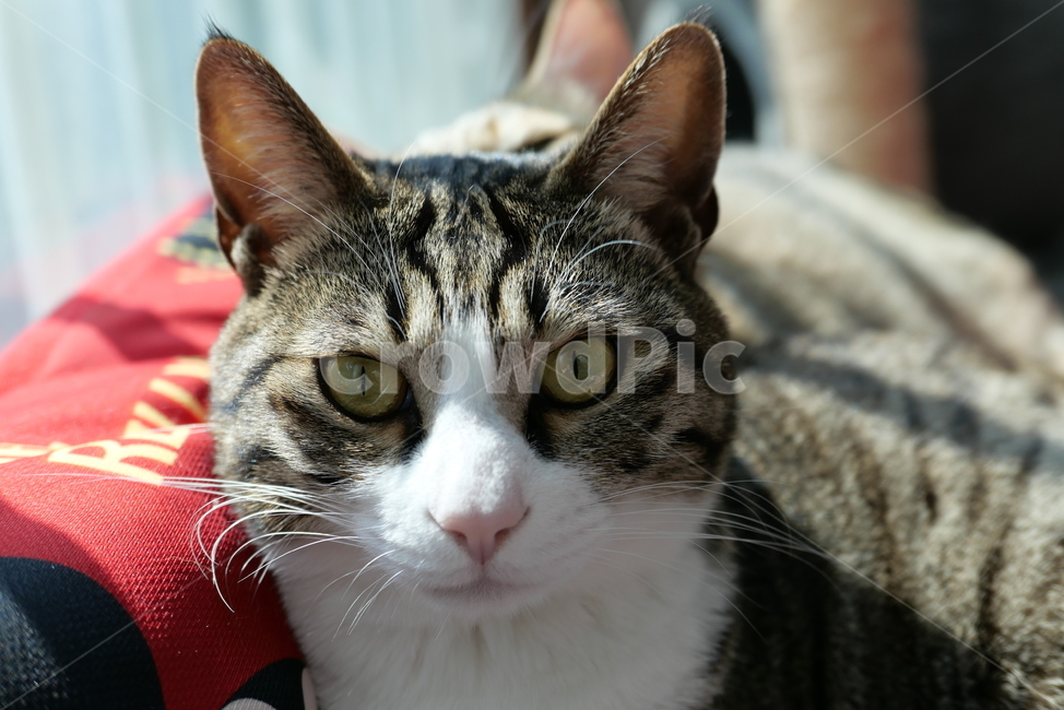 고양이,코숏,길고양이,동물,반려묘,반려동물,cat,kitten,animal,동물,animal,포유류,mammal,고양이,cat,kitten,kitty