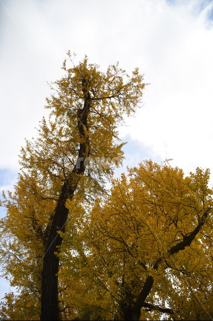 노거수,은행나무,구량리,tree,나무,plant,식물,보호수,울산,가을,계절,fall,autumn,season,식물,자연,plants,nature,나무,trees,wood,tree trunk,나무 줄기