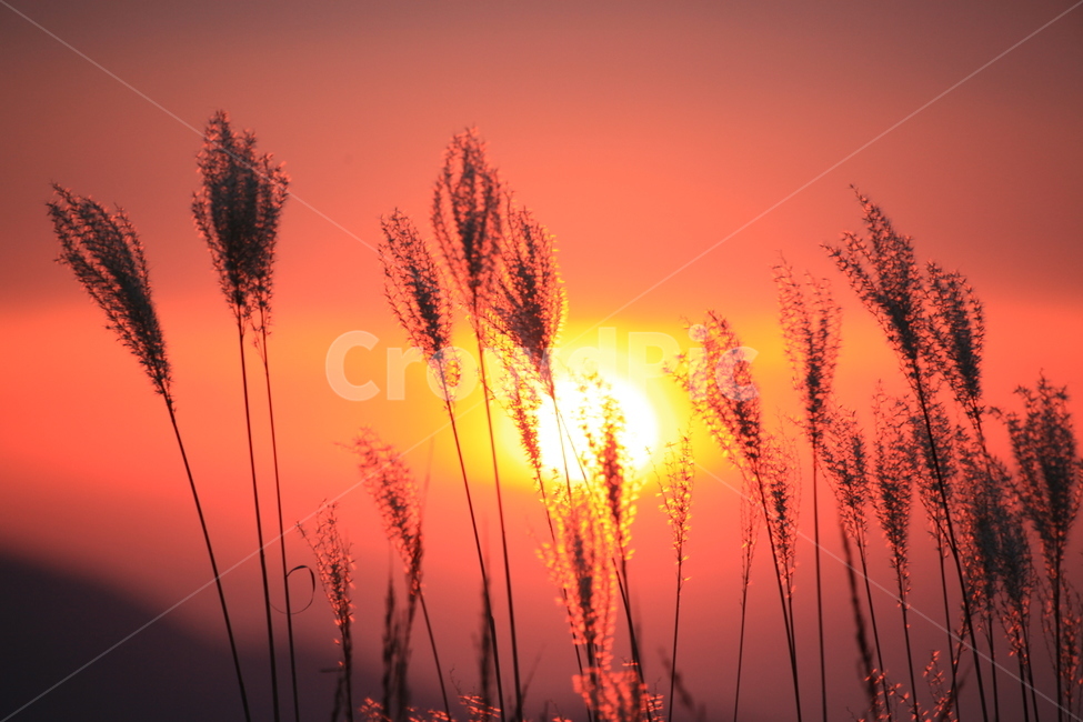 일몰,해넘이,저녁노을,노을,억새,식물,자연,plants,nature,실루엣,그림자,silhouette,shadow