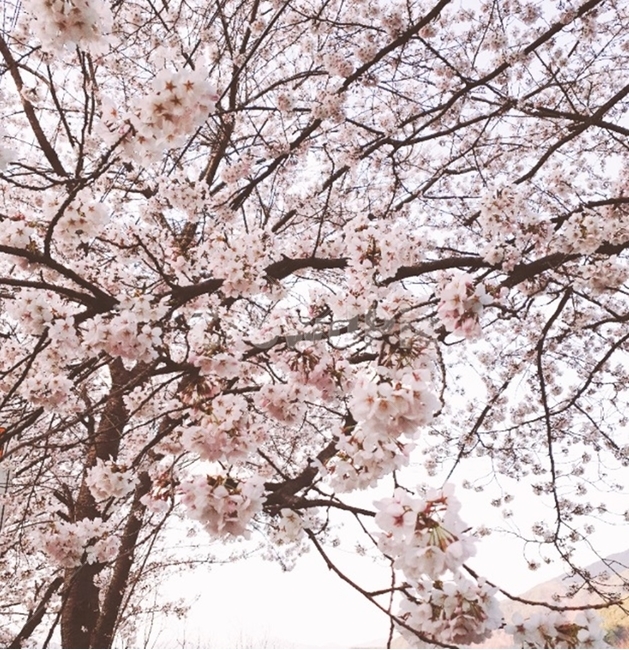 하동벚꽃길,벚꽃,봄꽃,벚꽃길,벚꽃놀이,벚꽃나무