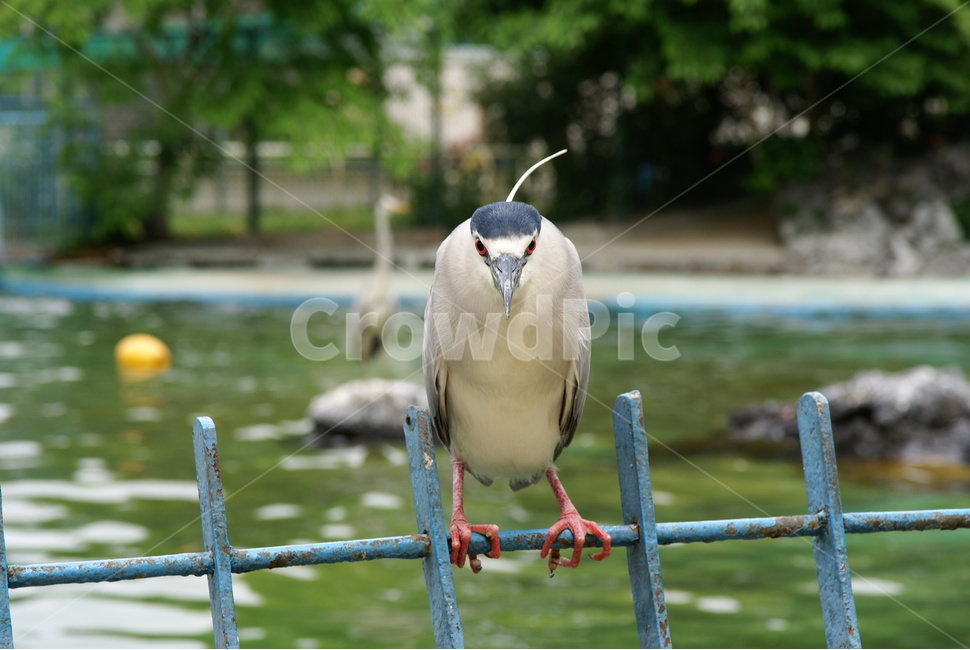 일본,새,직시,bird,直視,동물,animal,조류,새,birds
