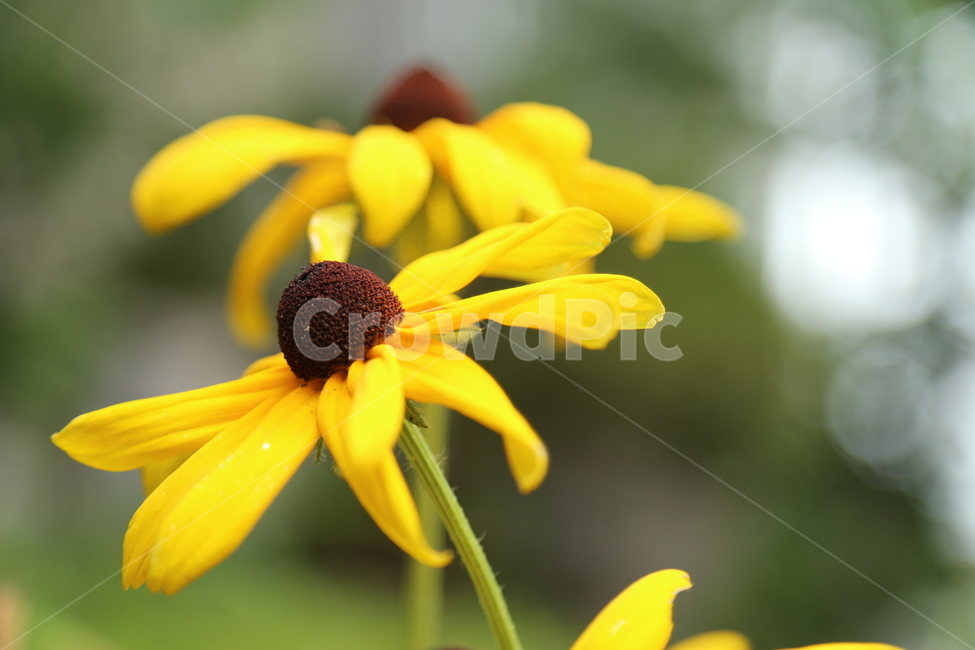 plant,식물,petal,꽃잎,flower,꽃,blossom,pollen,노란색,yellow