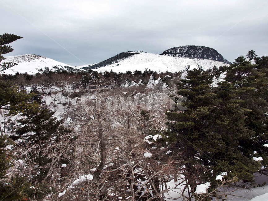 어리목,한라산,제주도,겨울,설산,설경,눈,백록담,설목,숲,겨울,계절,winter,season,자연,풍경,nature,landscape,tree,나무,plant,식물,fir,전나무