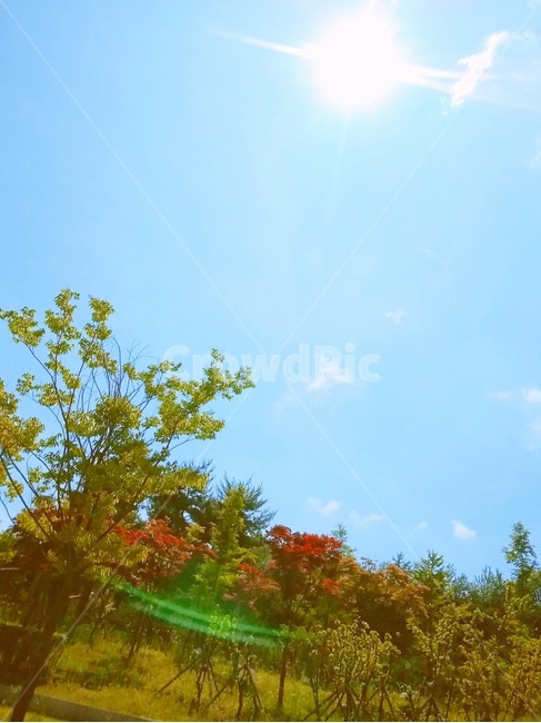 하늘,나무,햇빛,구름,자연,바람,단풍,잔디,봄