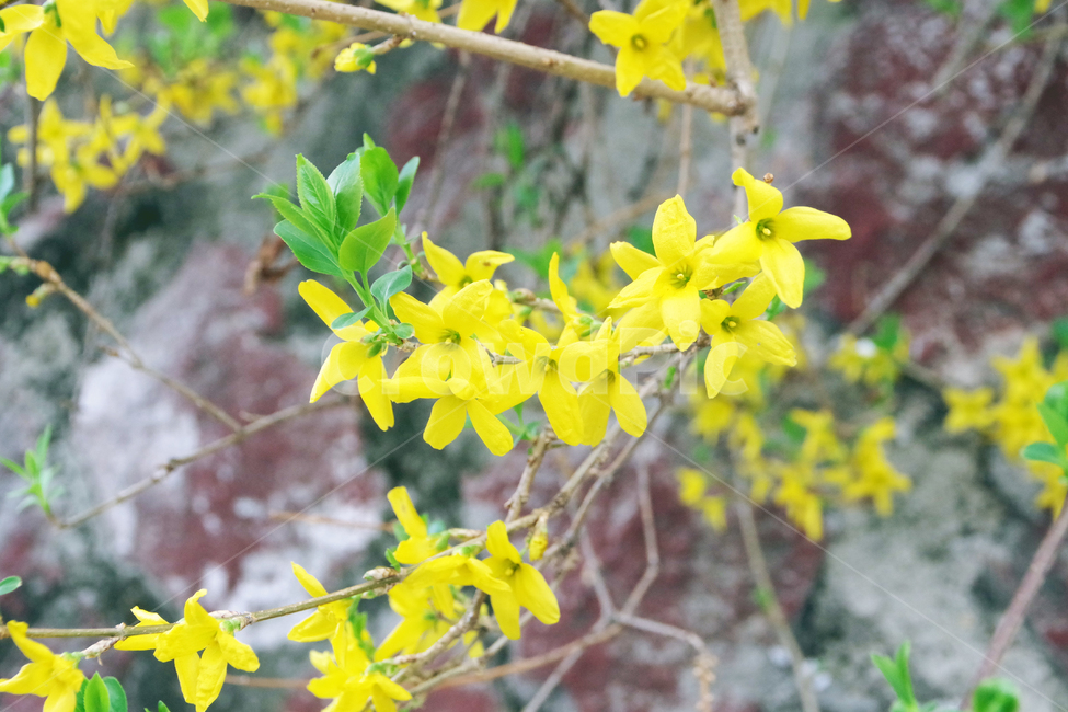 봄,계절,꽃,spring,season,flower,봄,계절,spring,season,식물,자연,plants,nature,꽃,flower,plant
