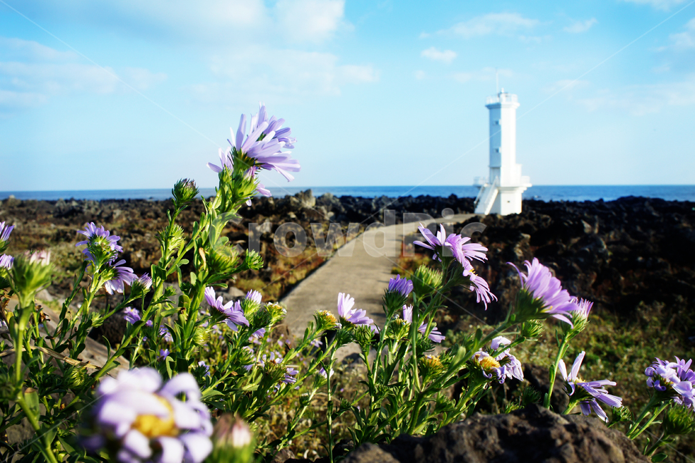 제주도,등대,풍경,들꽃,자연,등대,lighthouse,식물,자연,plants,nature,꽃,flower,plant,geranium,제라늄,blossom