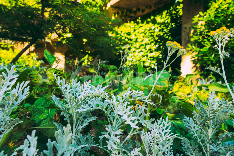 자연,풍경,꽃,식물,감성,식물,자연,plants,nature,꽃,flower,감성,sensible,feeling,휴식,힐링,rest,relaxation,healing
