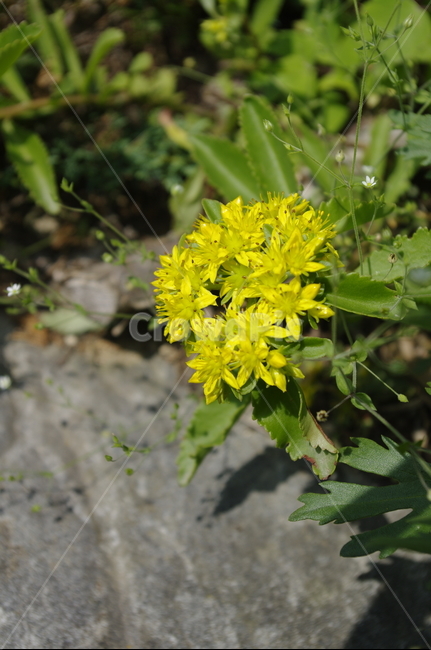초록,잎,기린초,꽃,flower,식물,plant,계절,봄,spring,식물,자연,plants,nature,꽃,flower