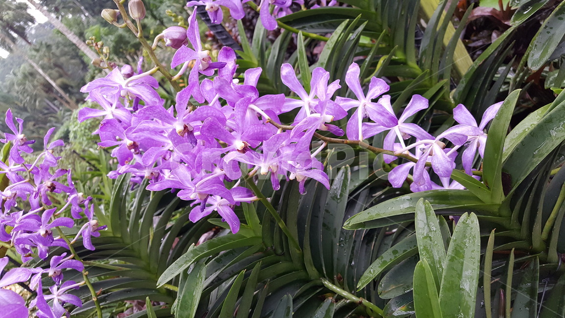 orchid,열대식물,tropical,보라난초,열대공원,plant,해외,외국,싱가포르,singapore,공원,park,열대,난초
