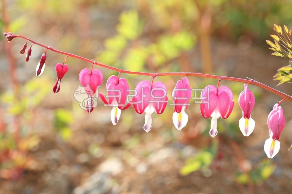 daughterinlaws pocket,wildflowers,bleeding heart,flower,lyreflower