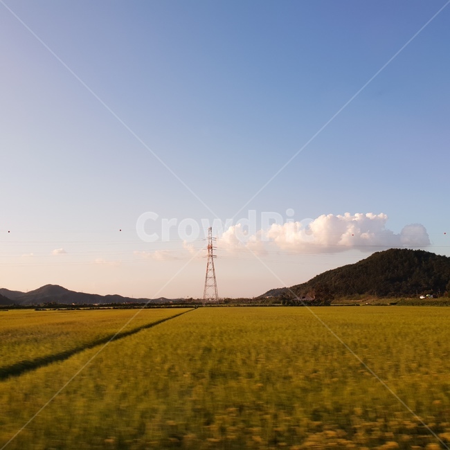 고향,고향길,따뜻함,평화로운,예쁜하늘,자연,벼,자연,풍경,nature,landscape,field,들,outdoors,옥외,grassland,목초지