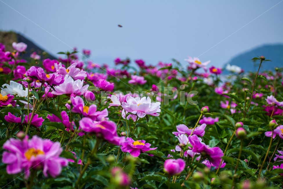 작약,꽃,식물,풍경,함박꽃,식물,자연,plants,nature,꽃,flower