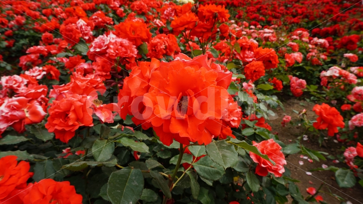 꽃,flower,장미,빨강,주홍색,장미축제,rose,울산,대공원,자연,nature,plant,식물,빨간색,주홍,풍경,식물,자연,plants,nature,꽃,flower