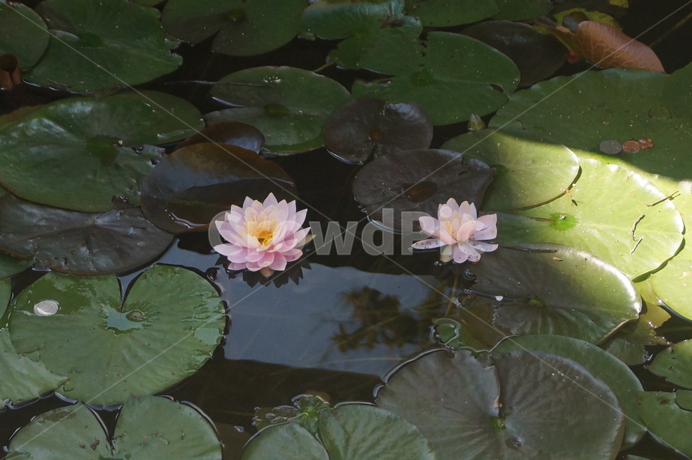 연꽃,plant,식물,blossom,꽃,flower