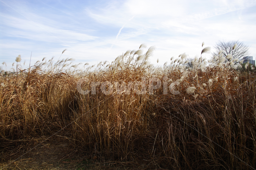 억새,자연,nature,식물,plant,하늘,구름,자연,풍경,nature,landscape,식물,plants,grass,잔디,lawn