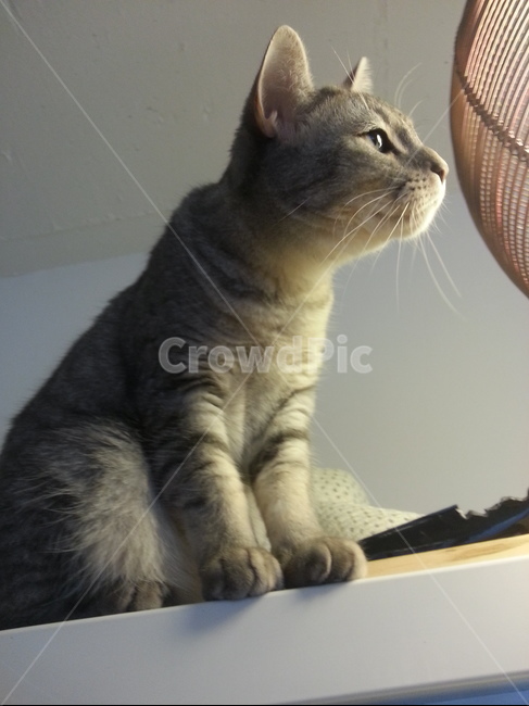 고양이,동물,불빛,시선,감성,귀여움,고양이발,수염,고양이수염,동물,animal,포유류,mammal,고양이,cat,kitten,kitty