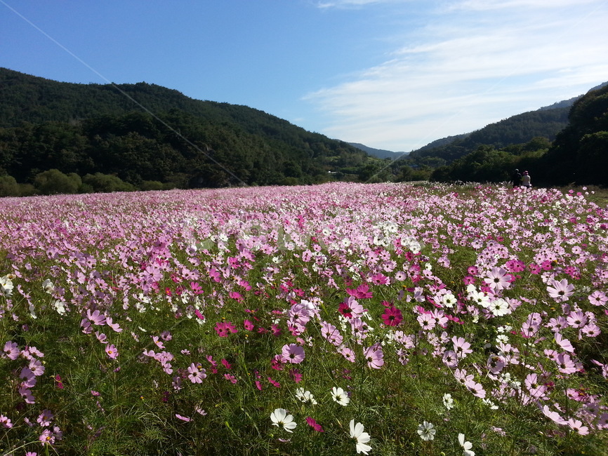 plant,식물,nature,자연,field,들,코스모스
