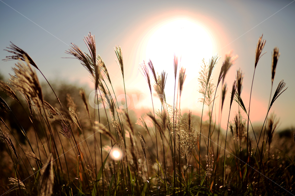 가을,갈대,풍경,억새,하늘,자연,nature,landscape,식물,plants,가을,계절,fall,autumn,season,grass,잔디,plant,light,빛,flare,플레어