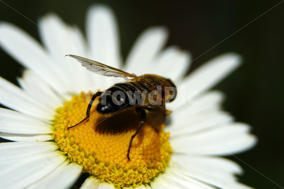 샤스타데이지,벌,봄꽃,한국자연,꽃,꽃사진,플라워,flower,봄,spring,식물,plants,자연,nature,풍경,landscape,계절,season,snap,스냅,접사,macro,closeup,클로즈업,감성사진,감성,힐링,healing,느낌,feel,feeling,꽃밭,화단,꽃봉오리,5월,May,shastadaisy,꿀벌,말벌,곤충,벌레,insect,honey,bee,bug,벌목,봄,계절,spring,season,식물,자연,plants,nature,꽃,flower,동물,animal,곤충,벌레,insect,bug,honey bee,invertebrate,무척추 동물,plant