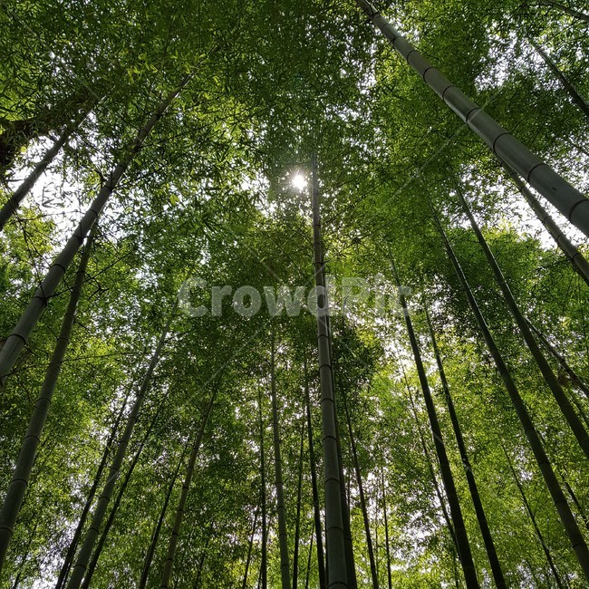 light,빛,flare,플레어,plant,tree,나무,식물