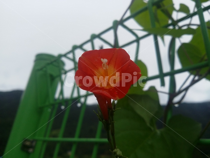 꽃,식물,flower,plant,자연,식물,자연,plants,nature