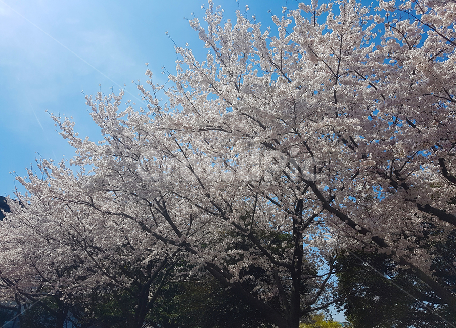 제주,벚꽃,왕벚꽃,푸른하늘,제주도벚꽃,봄,계절,spring,season,plant,식물,flower,꽃,blossom