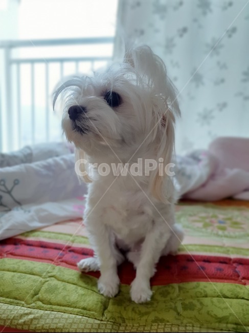말티즈,강아지,개,동물,애완돌물,귀여운,동물,animal,포유류,mammal,개,강아지,dog,doggy