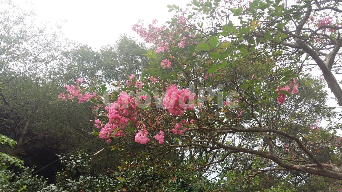 꽃,분홍,잎,나무,식물