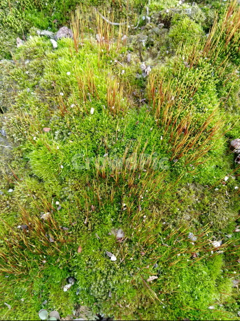식물,이끼,plant,매태,녹전,선태식물