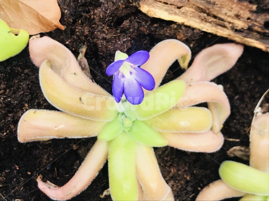 숫잔대속,들꽃,꽃,보라색꽃,보라색,flower,lobelia