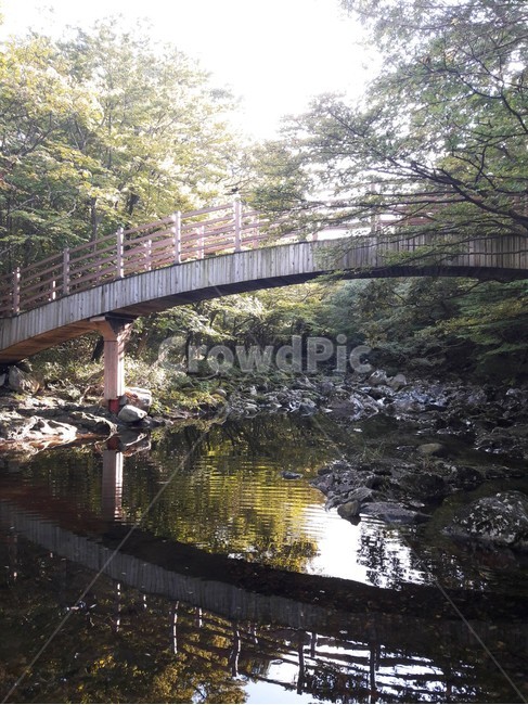 자연,숲길,풍경,다리,우물