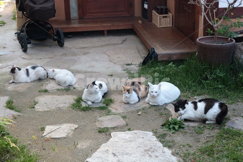 마당,고양이,휴식,cat,반려동물,동물,animal,포유류,mammal,고양이,cat,kitten,kitty
