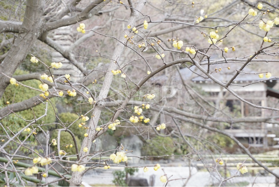 일본,japan,도쿄,자연,꽃,봄,식물,nature,flower,spring,plant,식물,자연,plants,nature,꽃,flower