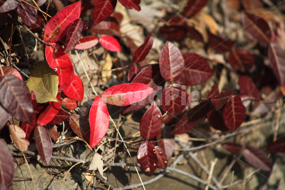 단풍,잎,식물,가을,redleaves,가을,계절,fall,autumn,season,식물,자연,plants,nature,plant,leaf