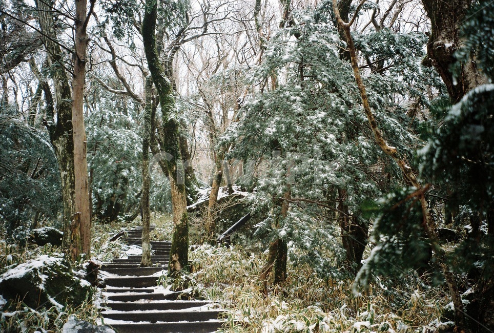 겨울,겨울산,눈,등산,겨울등산,mountain,plant,tree,나무,식물,snow,눈길,겨울,계절,winter,season,자연,풍경,nature,landscape