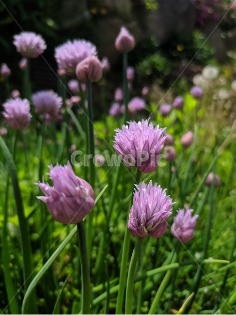 plant,식물,flower,꽃,blossom,차이브,chives,허브,herb