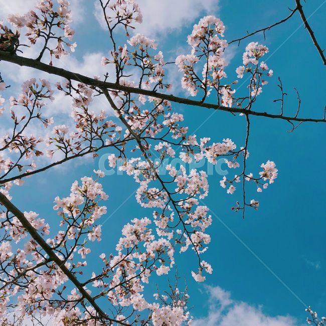 자연,풍경,힐링,벚꽃,꽃,봄,나무,하늘,봄,계절,spring,season,식물,자연,plants,nature,꽃,flower,plant,blossom