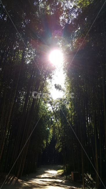 대나무,햇살,풍경,초록,대나무숲,자연,풍경,nature,landscape,식물,plants,나무,trees,wood,휴식,힐링,rest,relaxation,healing,light,빛,flare,플레어,sunlight,햇빛