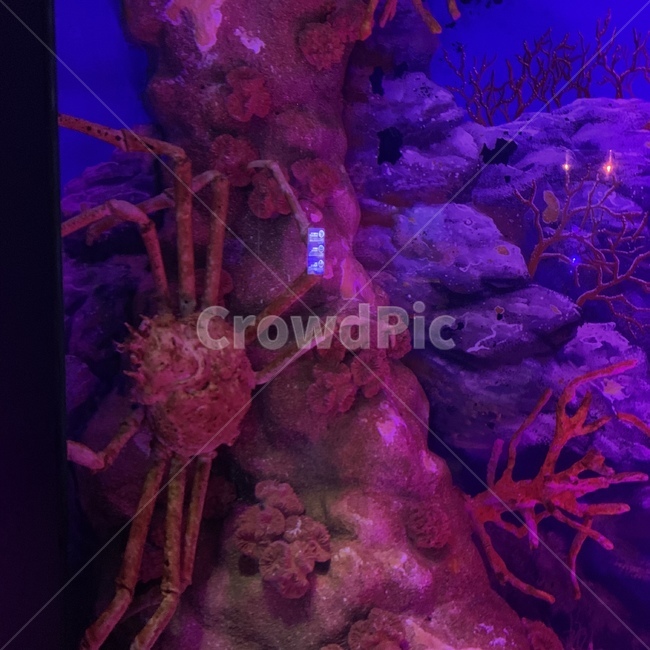 꽃게,수족관,킹크랩,crab,aquarium