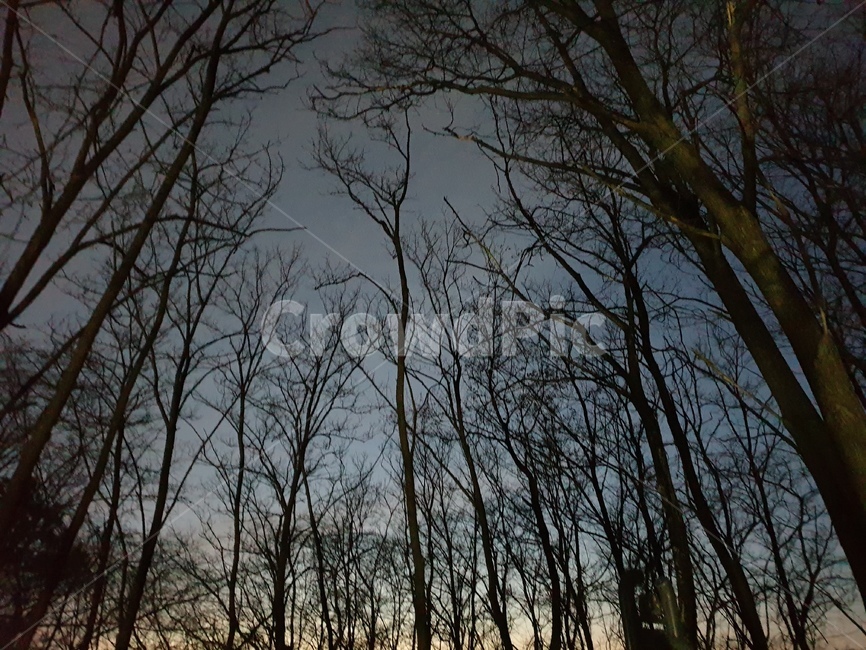 나무,저녁,밤,풍경,자연,초저녁,시즌,계절,season,자연,풍경,nature,landscape,야경,밤,nightscape,night,tree,plant,식물,tree trunk,나무 줄기