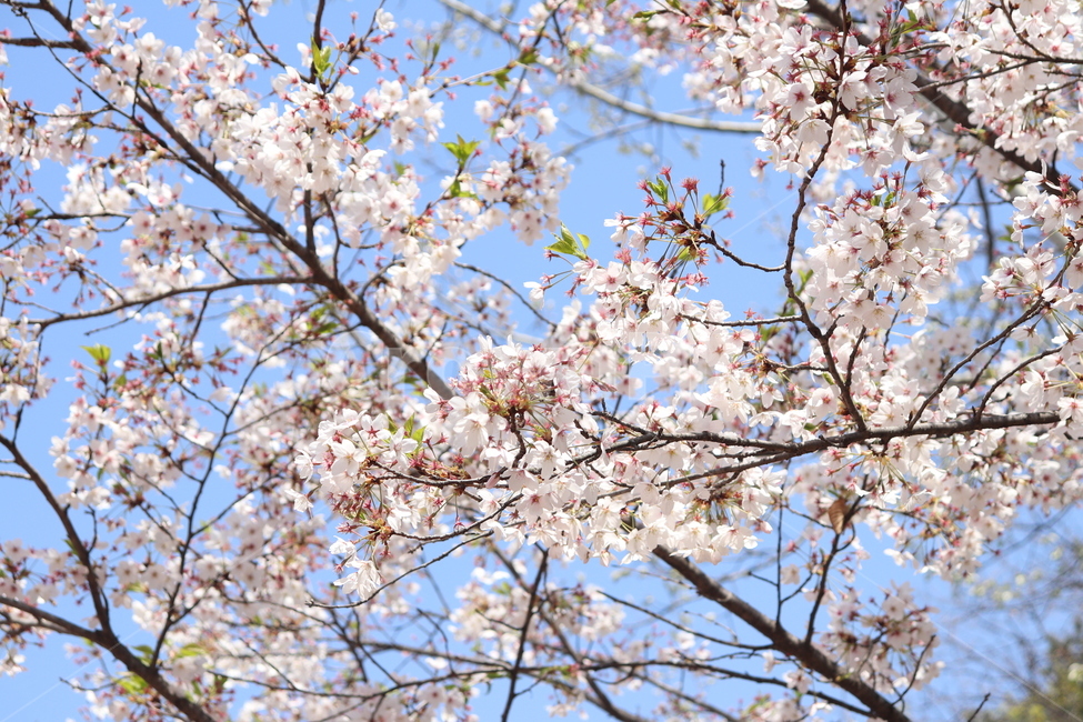 벚꽃,봄,개화,사쿠라,꽃,인천대공원,공원,하늘,봄,계절,spring,season,식물,자연,plants,nature,꽃,flower,plant,blossom