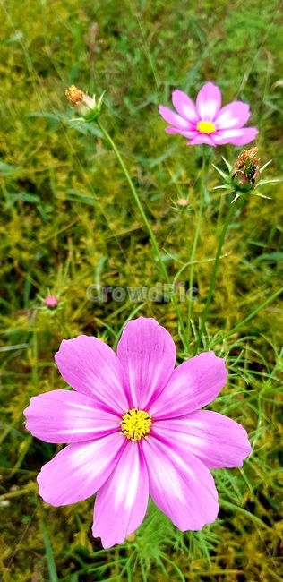 flower,꽃,plant,식물,geranium,제라늄,blossom,petal,꽃잎,pollen,화분,코스모스,가을