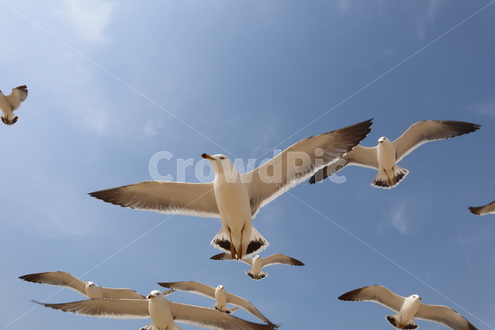 갈매기,하늘,하늘색,새,날개,동물,animal,조류,새,birds