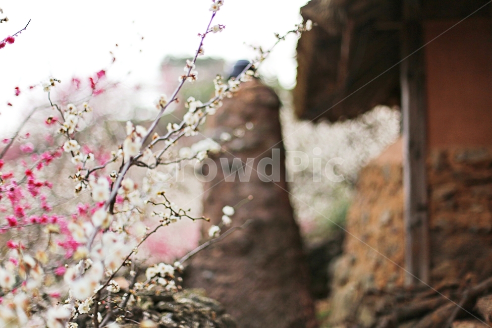 하동,매화마을,매화축제,매화꽃,매화,꽃,flower,hadong,봄,계절,spring,season,식물,자연,plants,nature,꽃,flower,plant,blossom