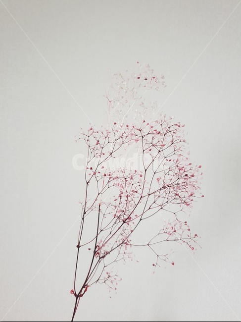 안개꽃,프리저브드플라워,꽃,flower,식물