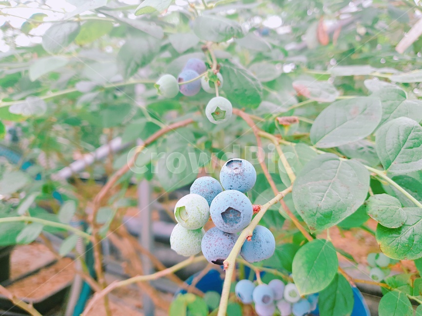 블루베리,블루베리농장,농장,blueberry,berry,식물,자연,plants,nature,과일,열매,fruit