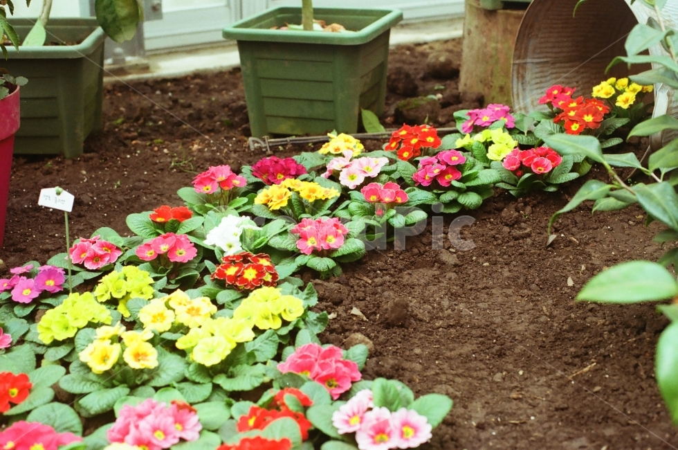 꽃,화분,꽃길,농장,Flower,식물,자연,plants,nature,꽃,flower