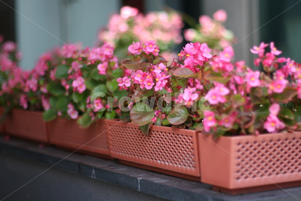 꽃,화분,플라워,초점,데코레이션,장식,분홍,식물,자연,plants,nature,꽃,flower